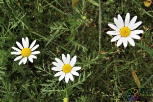 Anthemis arvensis (4)